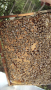 Пчелни отводки, снимка 4