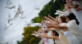 Бели гълъби  за сватби, тържества, ритуали и церемонии, снимка 4