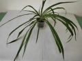 Алое Вера,сциндапсус,драцена,традесканция и хлорофитум, снимка 5
