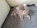 Персийско коте, родено на 23.05.26г., снимка 4