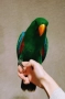 Папагал еклектус , снимка 1