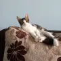 Подарявам мъжко котенце, снимка 4