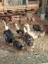 Патета юрдечки.., снимка 4