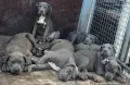 ТОП ЦЕНА!!!Американско були Хл American Bully Xl , снимка 4