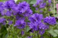 Campanula glomerata Blue (Кампанула гломерата Синя), снимка 1