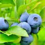 Боровинка (Синьо Злато)/Vaccinium Blue gold, снимка 10