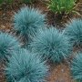 Фестука (синя трева), снимка 1 - Градински цветя и растения - 41503294