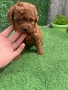 Мини Той пудел , снимка 1