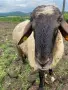Продавам Млад Овен дебел и работещ, снимка 1