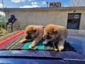 Продавам кученца Шиба Ину, снимка 12