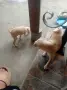 пинчер 2бр. мъжки, снимка 2