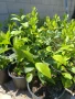 🌿🍋 Лимон – сорт с история над 100 
години, снимка 4