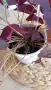 Оксалис Oxalis Triangularis , снимка 7