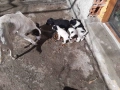 уникални кученца подарявам!, снимка 8
