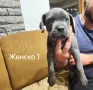 Кане Корсо кученца , снимка 4
