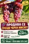 Грозде черен МИСКЕТ, снимка 1