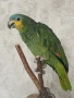 Амазонски папагал , снимка 1