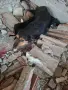 Подарявам уникални сладури.Майката е ловджийска порода.Няма да станат големи ., снимка 1