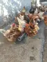 Кокошки носачки , снимка 1