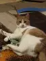 Мъжка кастрирана котка, снимка 6