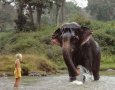 Слоновете и Pooja, снимка 2