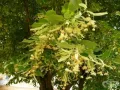 Липа (Tilia) – Фиданки за ароматен чай и красива градина, снимка 2
