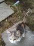 подарявам женско коте на 3 месеца, снимка 2