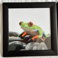 Картини с жаби, снимка 7 - Картини - 41611749