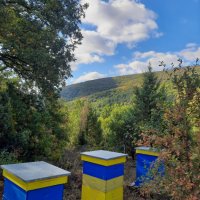 Манов мед с горски билки, снимка 5 - Пчелни продукти - 42092455
