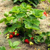 разсади (растения) от градинска ягода за вашата градина от Италия, снимка 1 - Градински цветя и растения - 44919766