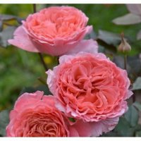 Роза 6, снимка 2 - Градински цветя и растения - 41780219