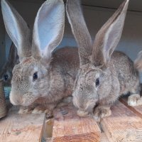 Домашни свободни зайци, снимка 4 - Други - 41344919