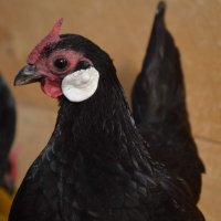 Продавам черен Розкомб., снимка 6 - Кокошки и пуйки - 40147963