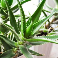 Алое Вера (Aloe), снимка 2 - Стайни растения - 34061197