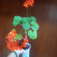 Оранжево мушкато, снимка 5 - Стайни растения - 41532543