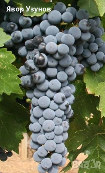 Продавам грозде сорт Каберне,Мерло, снимка 1