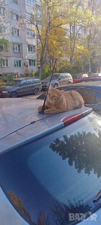 Работим и на Официалните празници , снимка 1