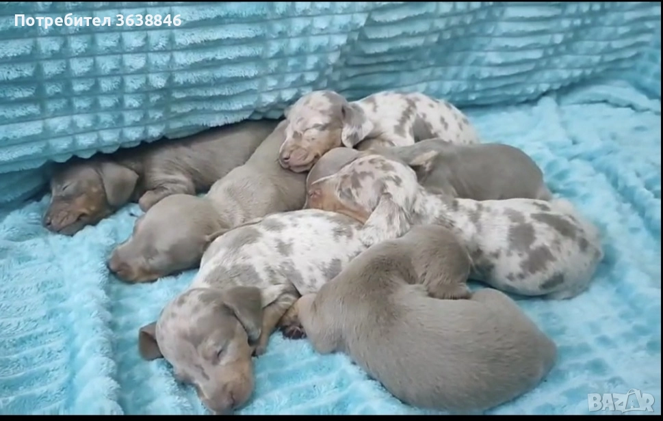 Дакел (мини дакели), снимка 1