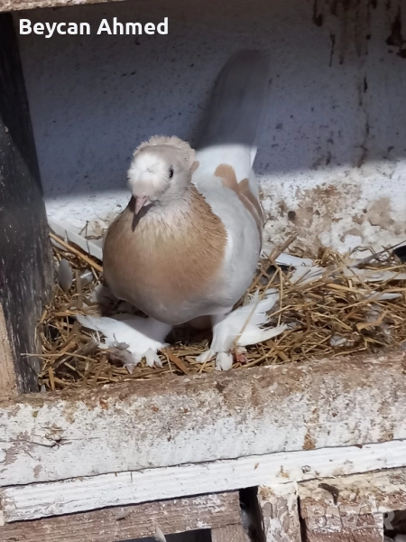 Турски гълъби Мардинлий, снимка 1