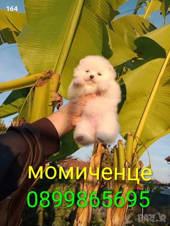 Бели Померани. Реални снимки от днес !!!, снимка 1