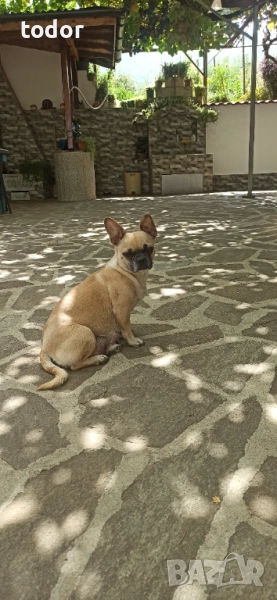Куче френски мопс, снимка 1
