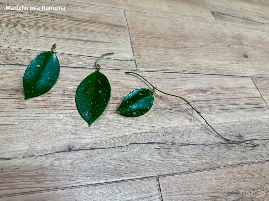 Hoya Sweet scent , снимка 1