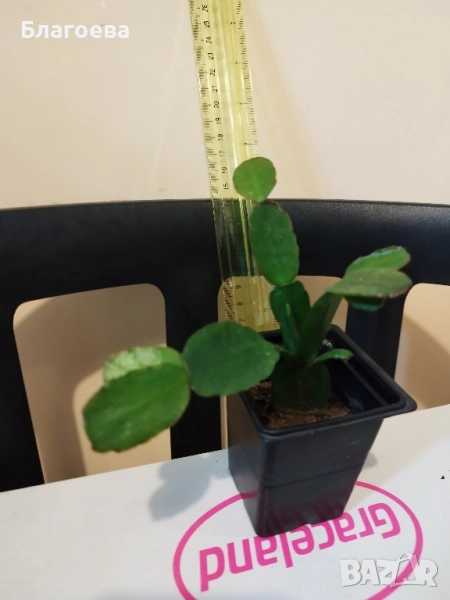 Великденче оранжево , снимка 1