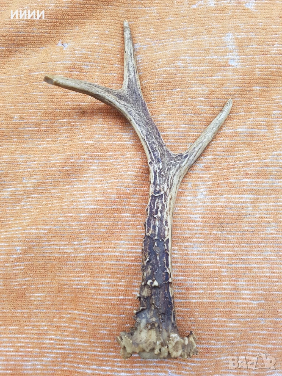 Рог от сръндак , снимка 1