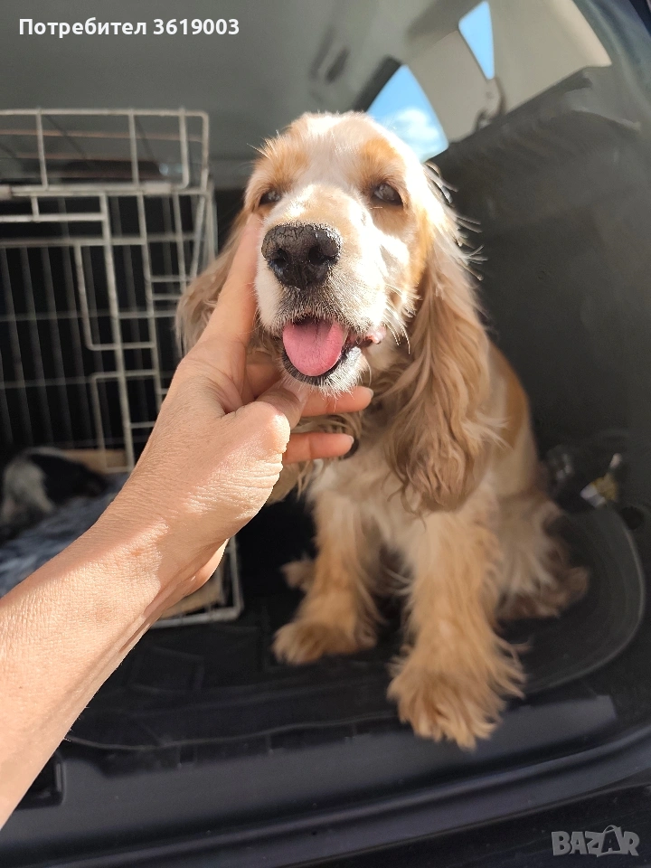 Английски кокер шпаньол , снимка 1