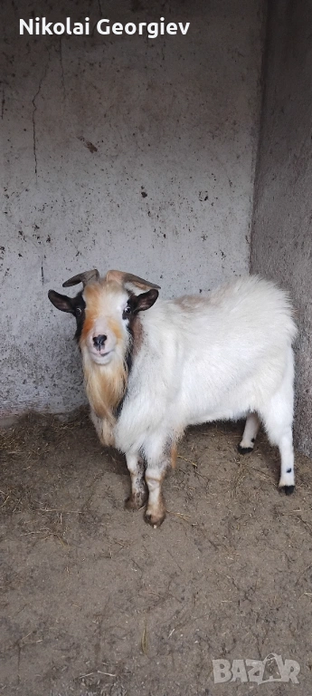 Мини холандски козел , снимка 1