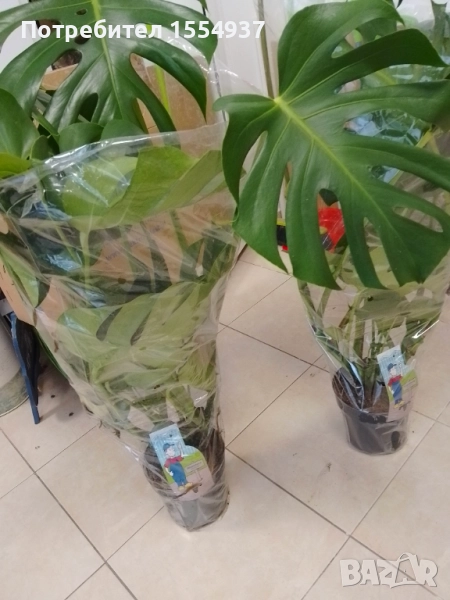 Филадендрон 1м височина,ново, снимка 1