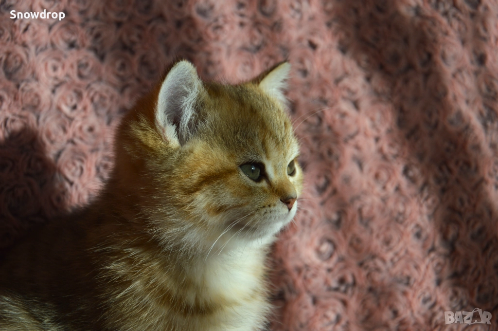 Златна чинчила, снимка 1