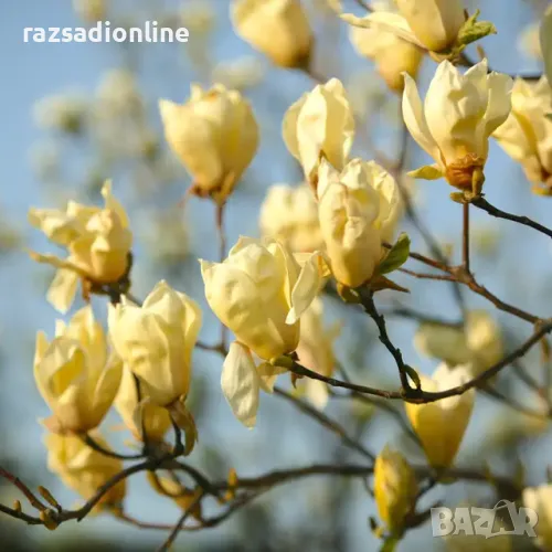 Магнолия 'Yellow Lantern' , снимка 1