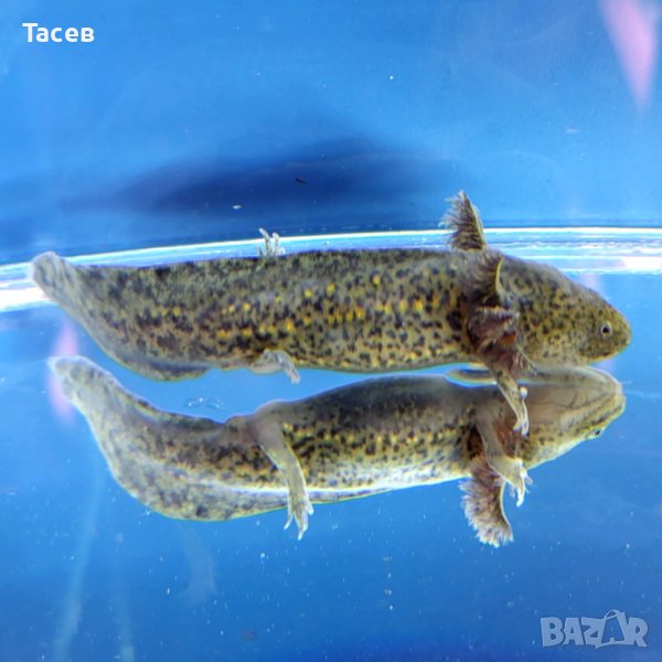 Аксолотъл черен, снимка 1